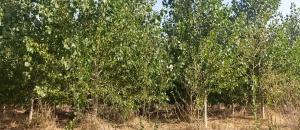 El MITECO otorga a la plantación de la CHD en zonas de ribera de Calahorra de Ribas la certificación como proyecto de absorción de CO2